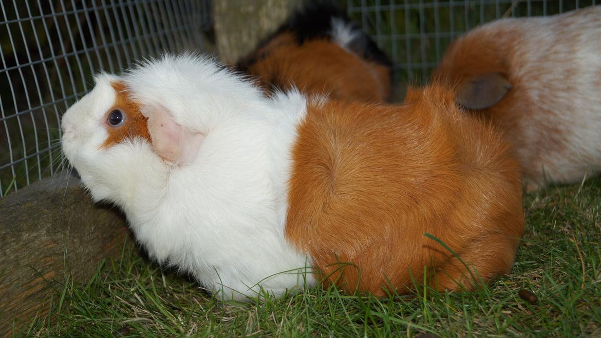 Marsvin Urzula billede 3