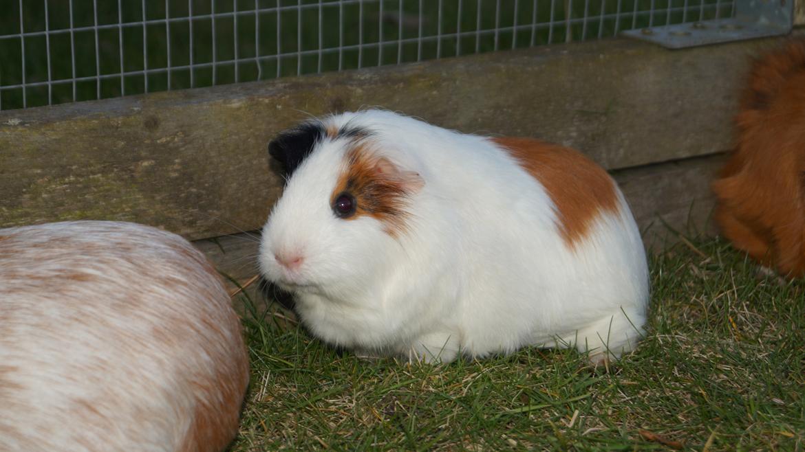 Marsvin Piilgaardens Fiona billede 3
