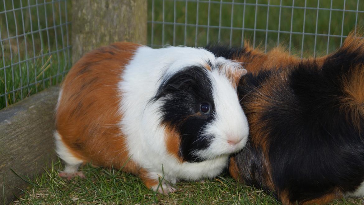 Marsvin Piilgaardens Fiona billede 2
