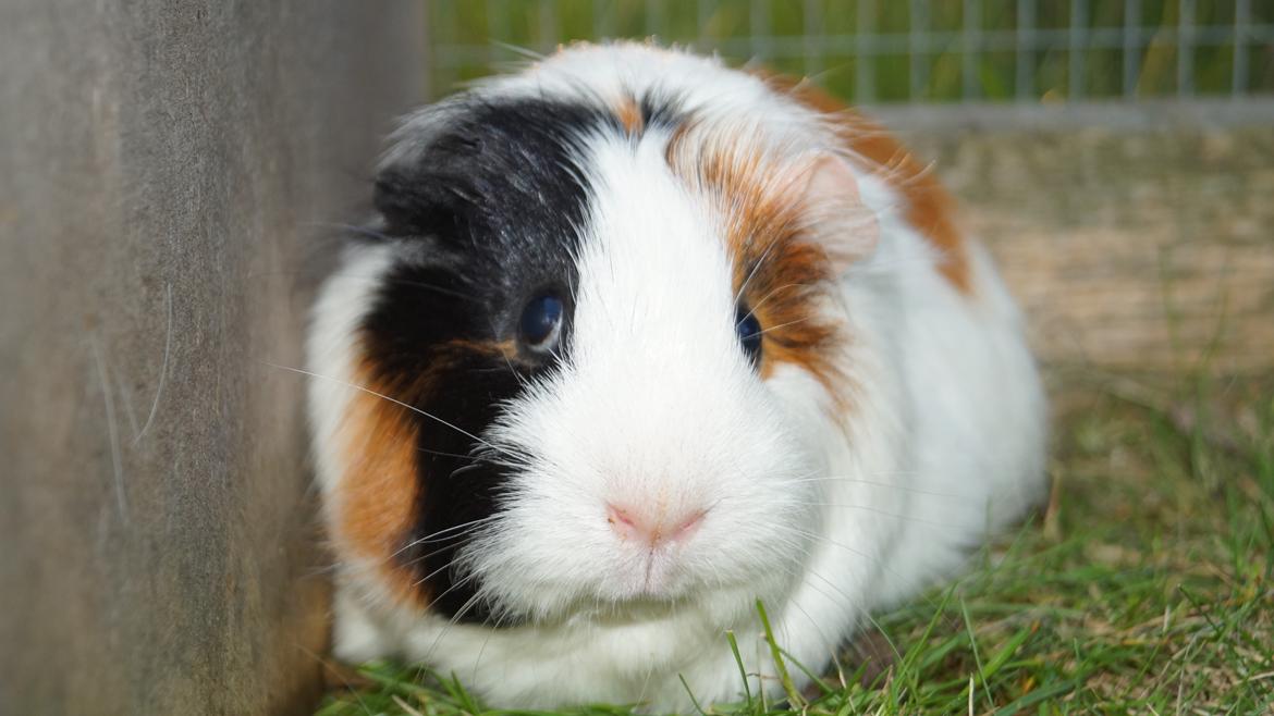 Marsvin Piilgaardens Fiona billede 5
