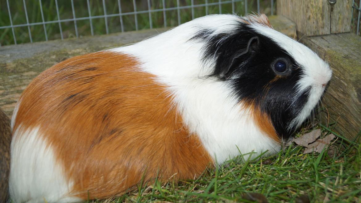 Marsvin Piilgaardens Fiona billede 1