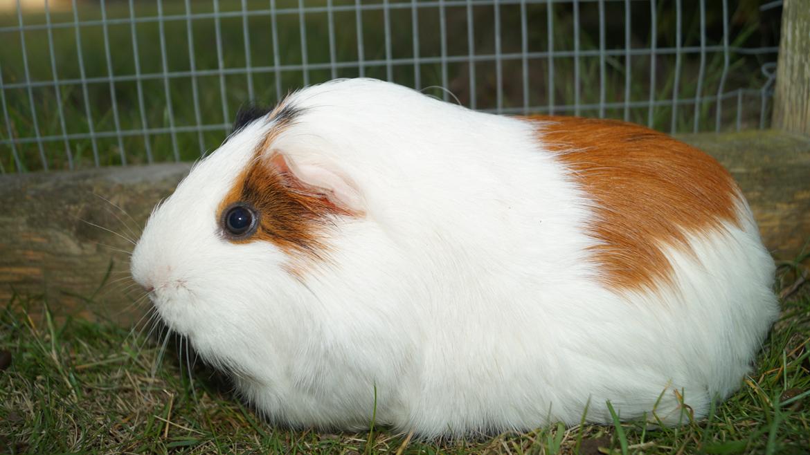 Marsvin Piilgaardens Fiona billede 7