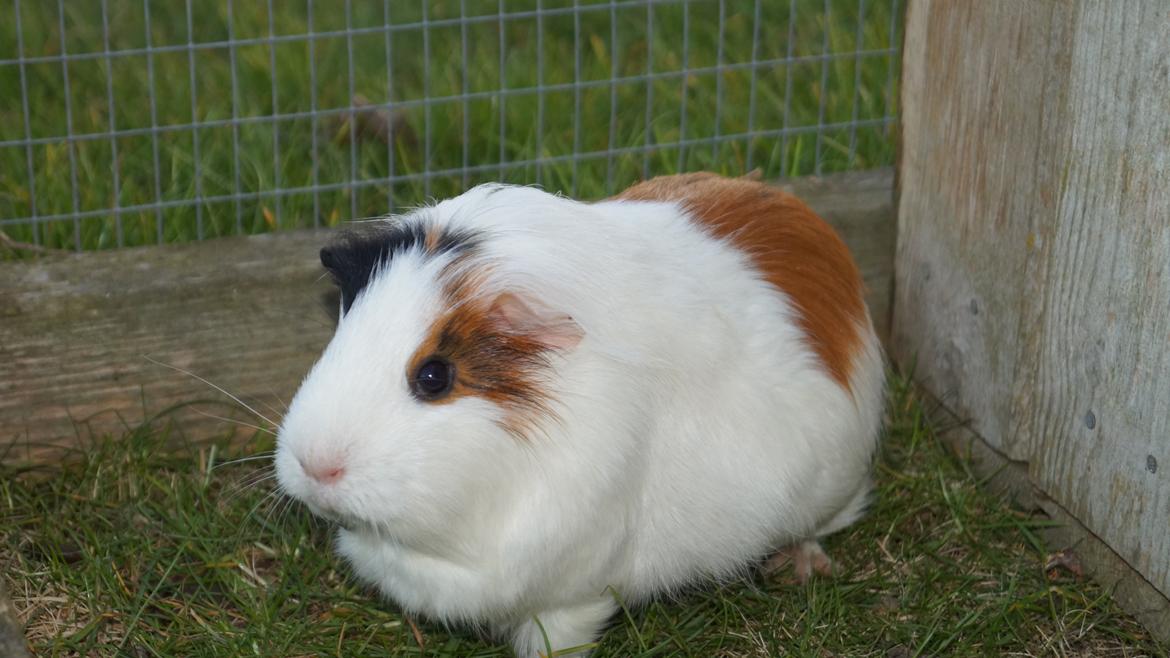 Marsvin Piilgaardens Fiona billede 6