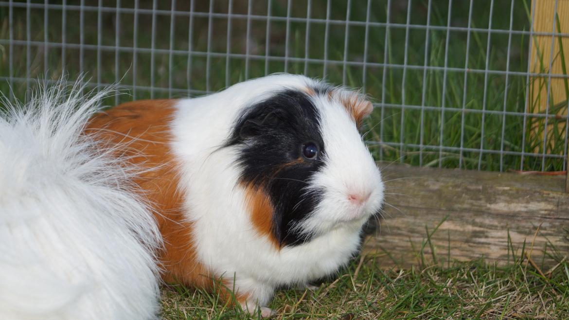 Marsvin Piilgaardens Fiona billede 4
