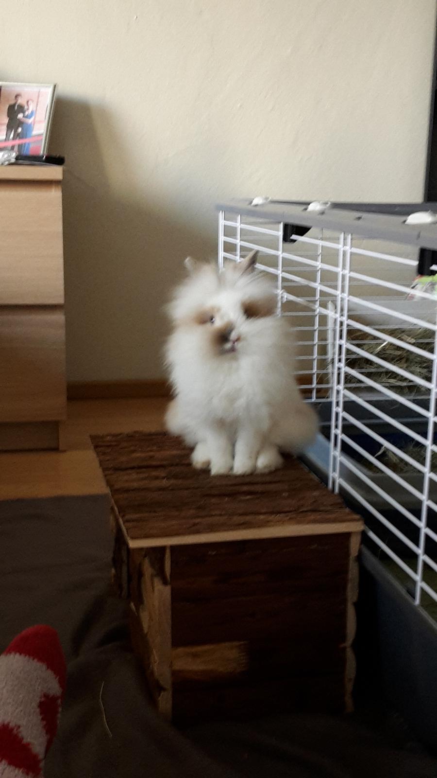 Kanin Percy billede 13