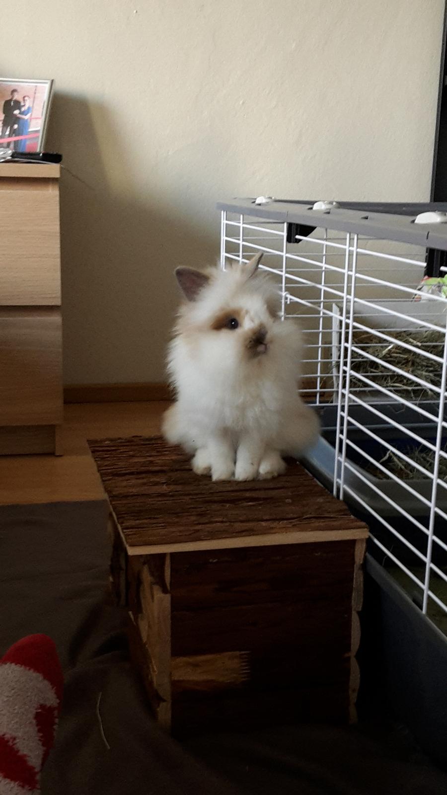 Kanin Percy billede 12