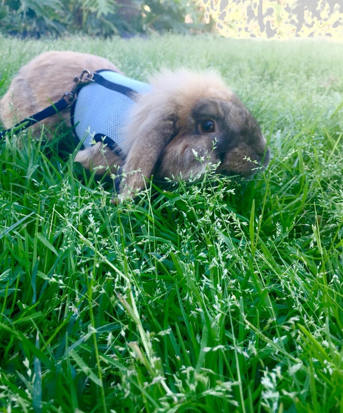 Kanin Oscar, Himmelgnaver billede 1