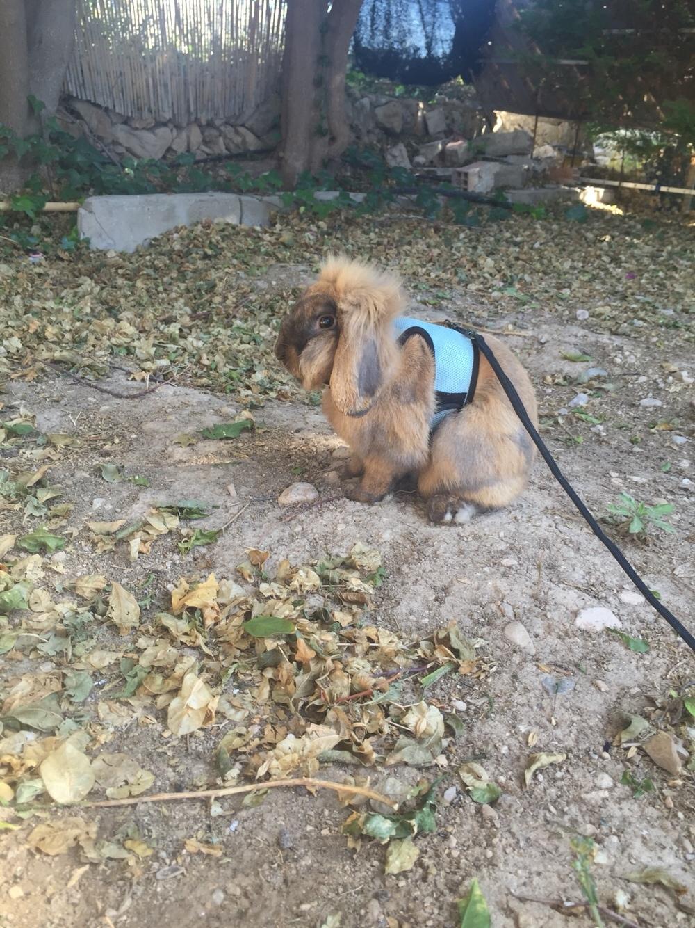 Kanin Oscar, Himmelgnaver billede 2