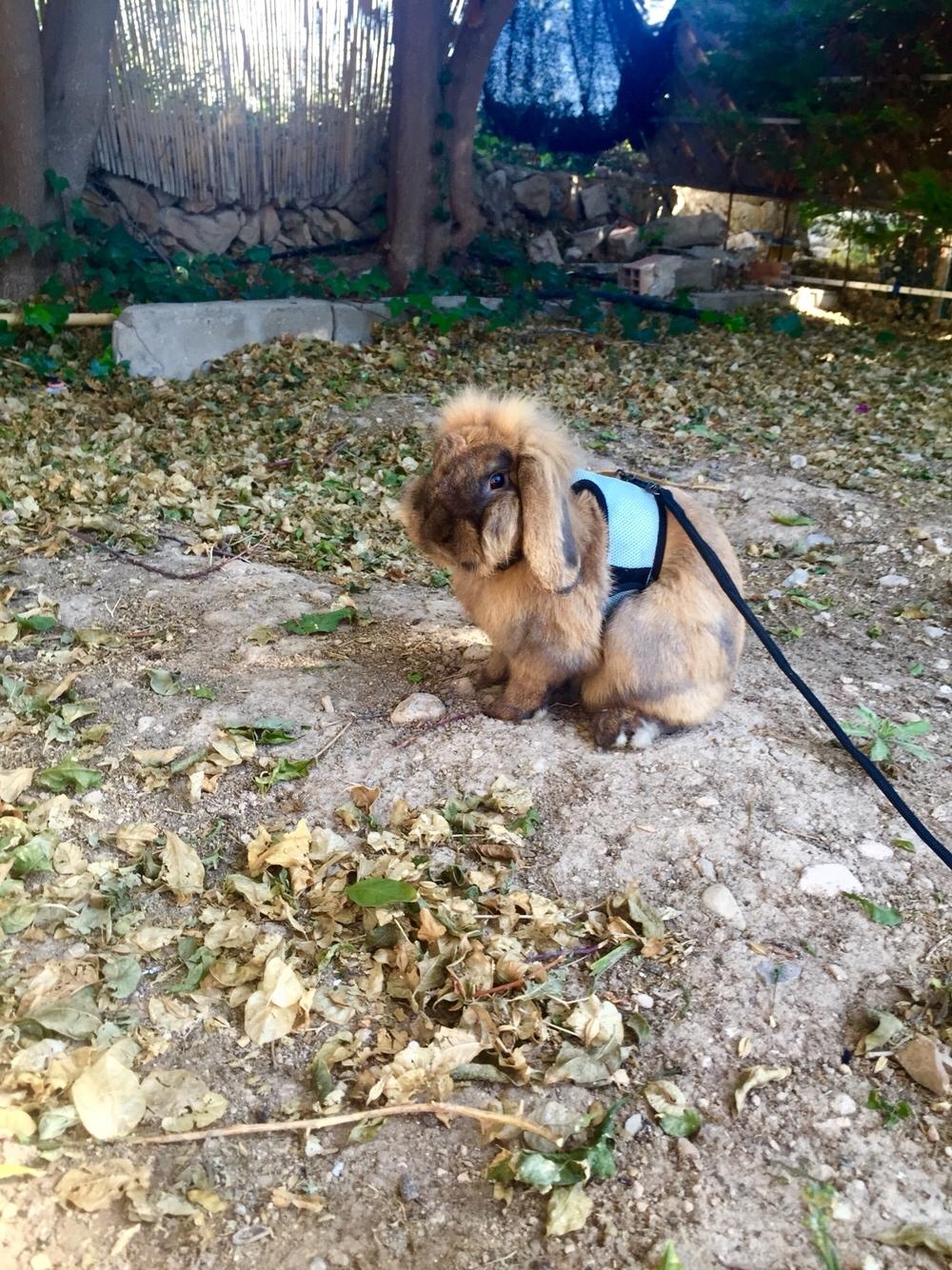 Kanin Oscar, Himmelgnaver billede 3