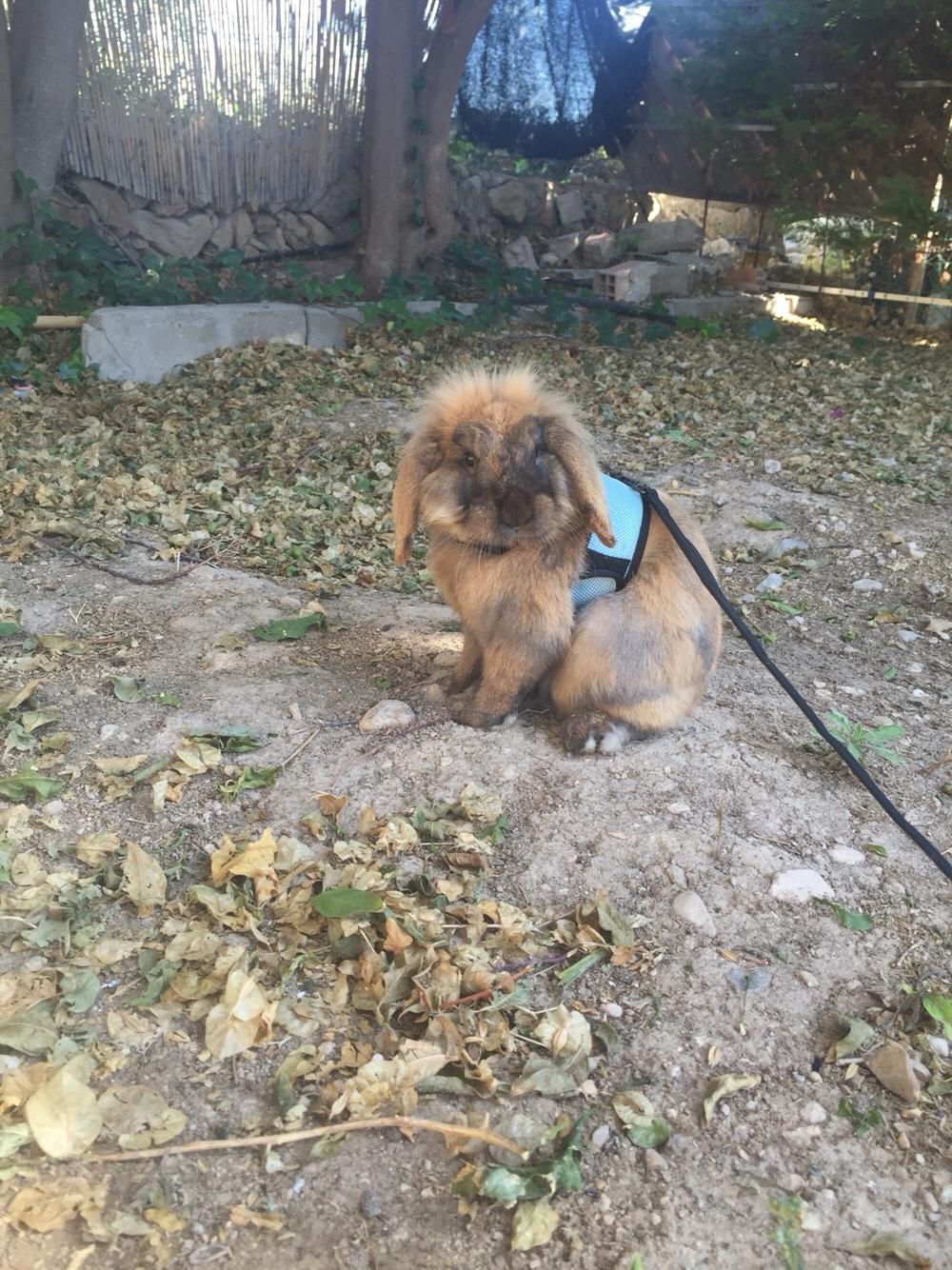 Kanin Oscar, Himmelgnaver billede 4