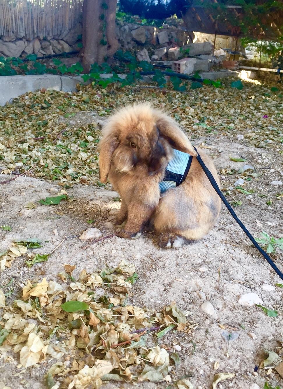 Kanin Oscar, Himmelgnaver billede 6