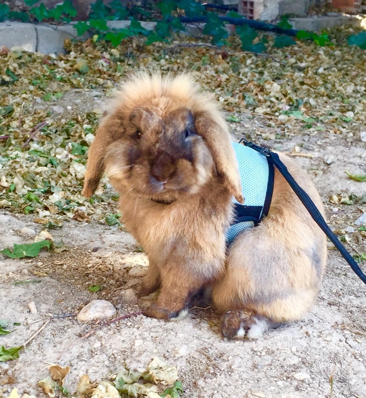 Kanin Oscar, Himmelgnaver billede 5