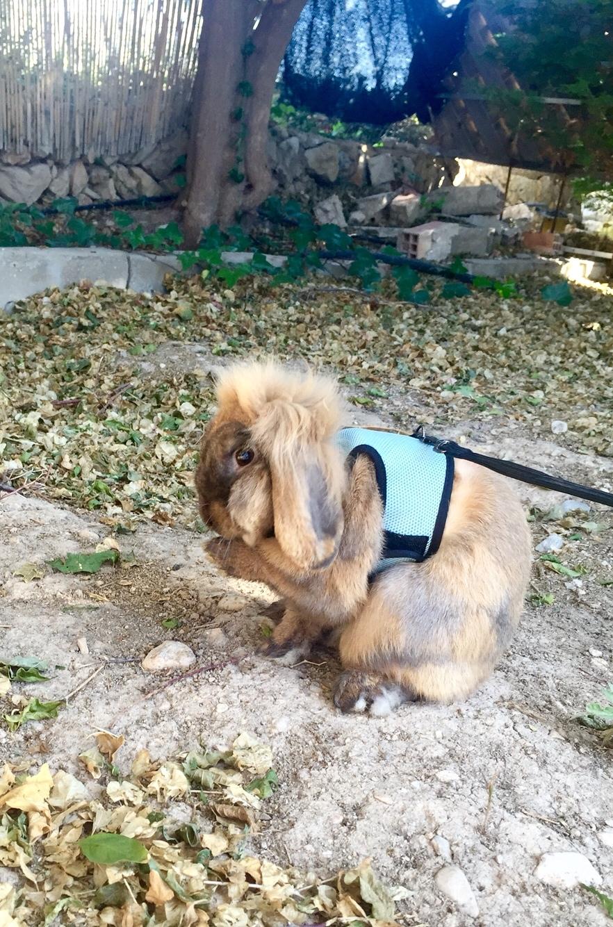 Kanin Oscar, Himmelgnaver billede 7