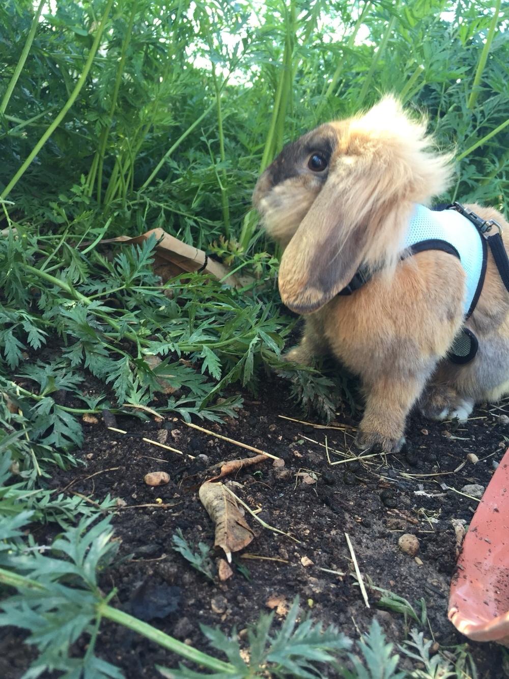 Kanin Oscar, Himmelgnaver billede 8