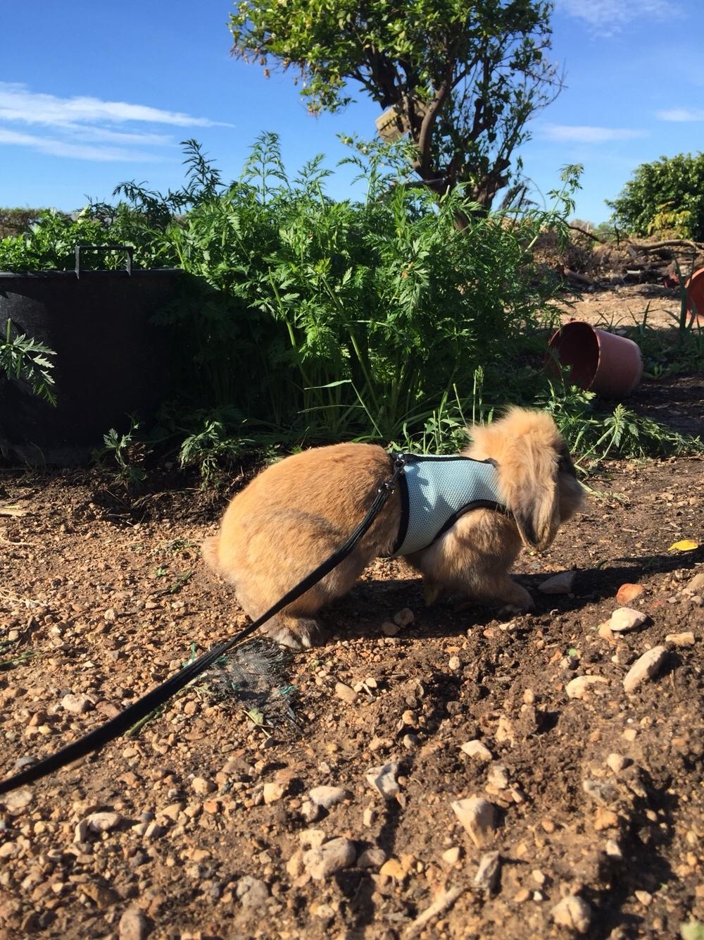 Kanin Oscar, Himmelgnaver billede 9