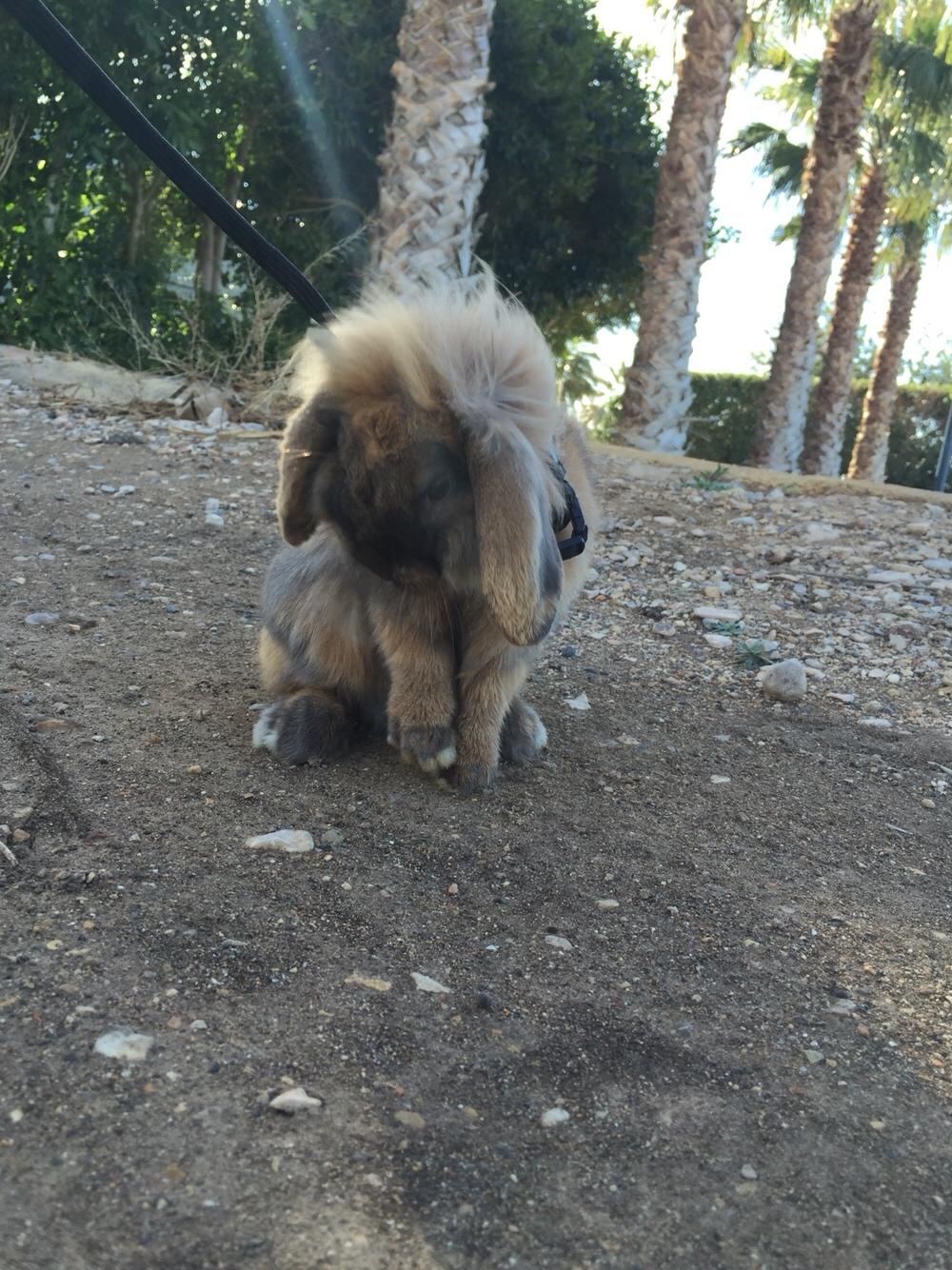 Kanin Oscar, Himmelgnaver billede 11