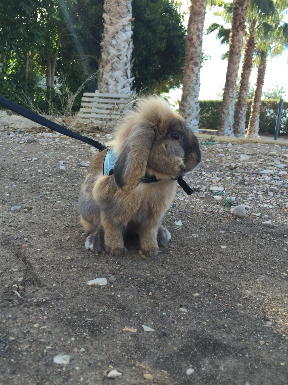 Kanin Oscar, Himmelgnaver billede 10