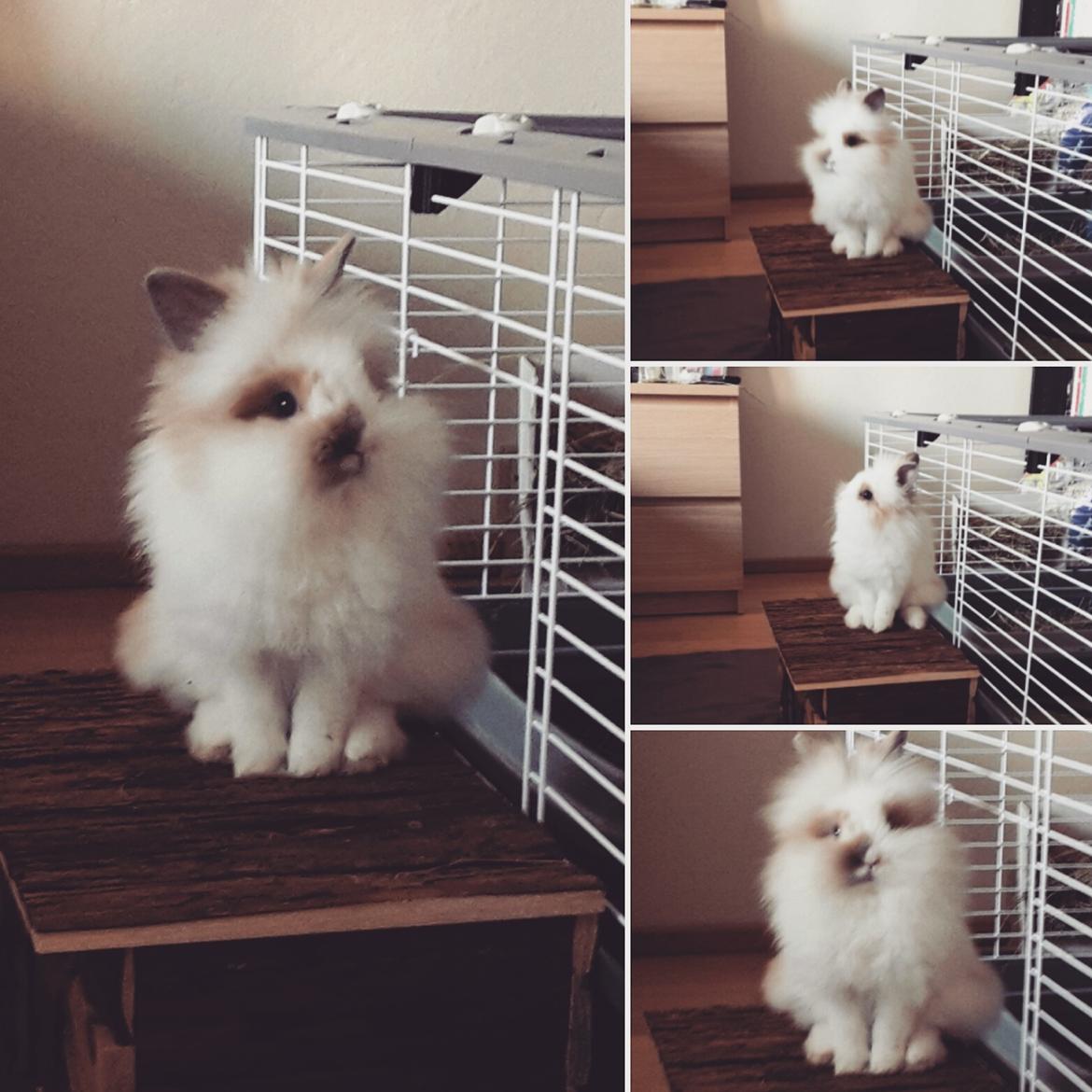 Kanin Percy billede 1