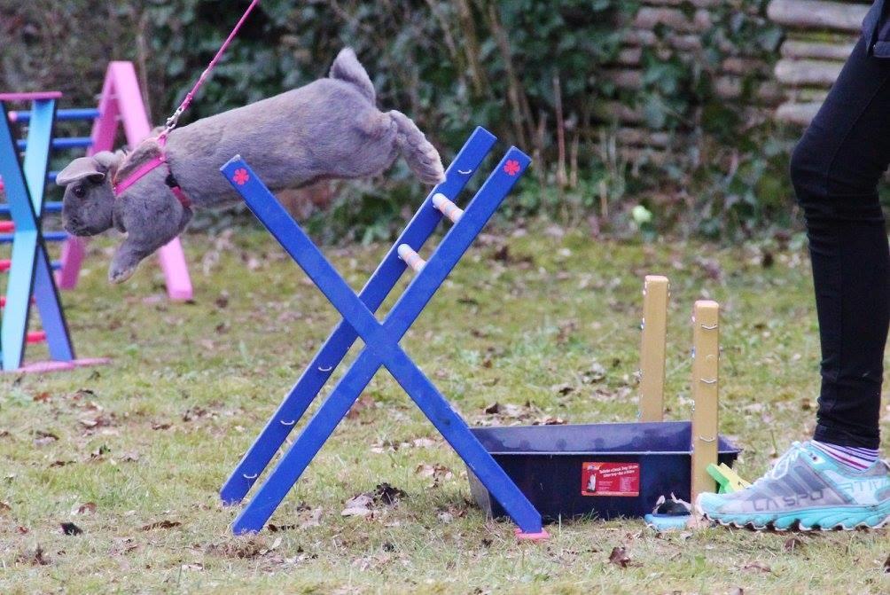 Kanin | Mabohas Mount Makalu billede 14