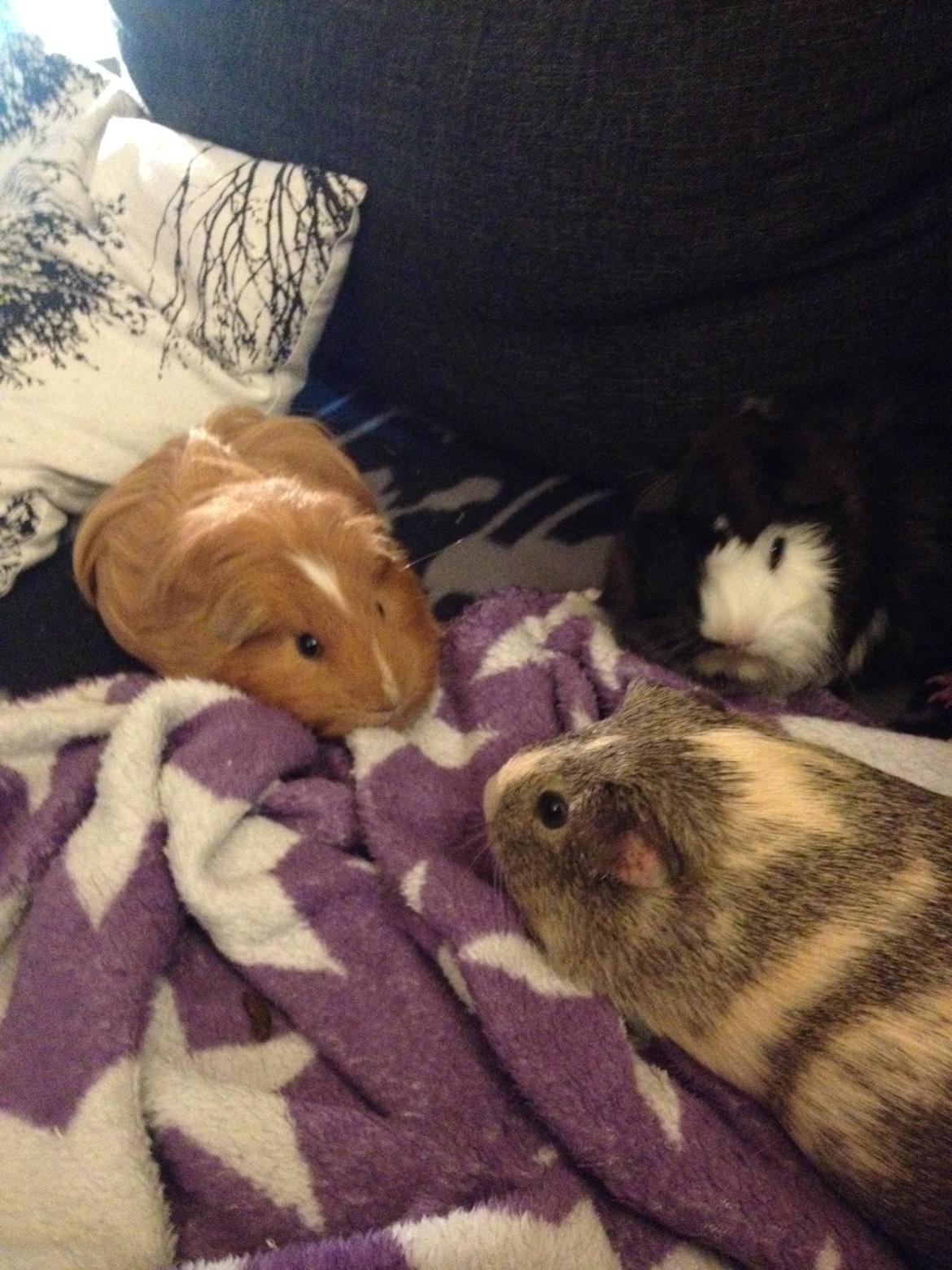 Marsvin Carla - Vi har lejerbål her <3 billede 17