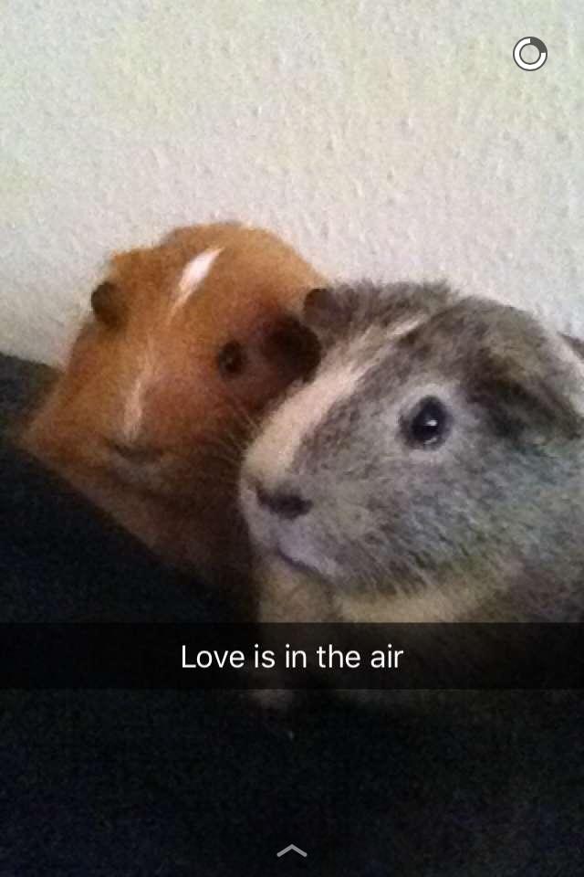 Marsvin Carla billede 16