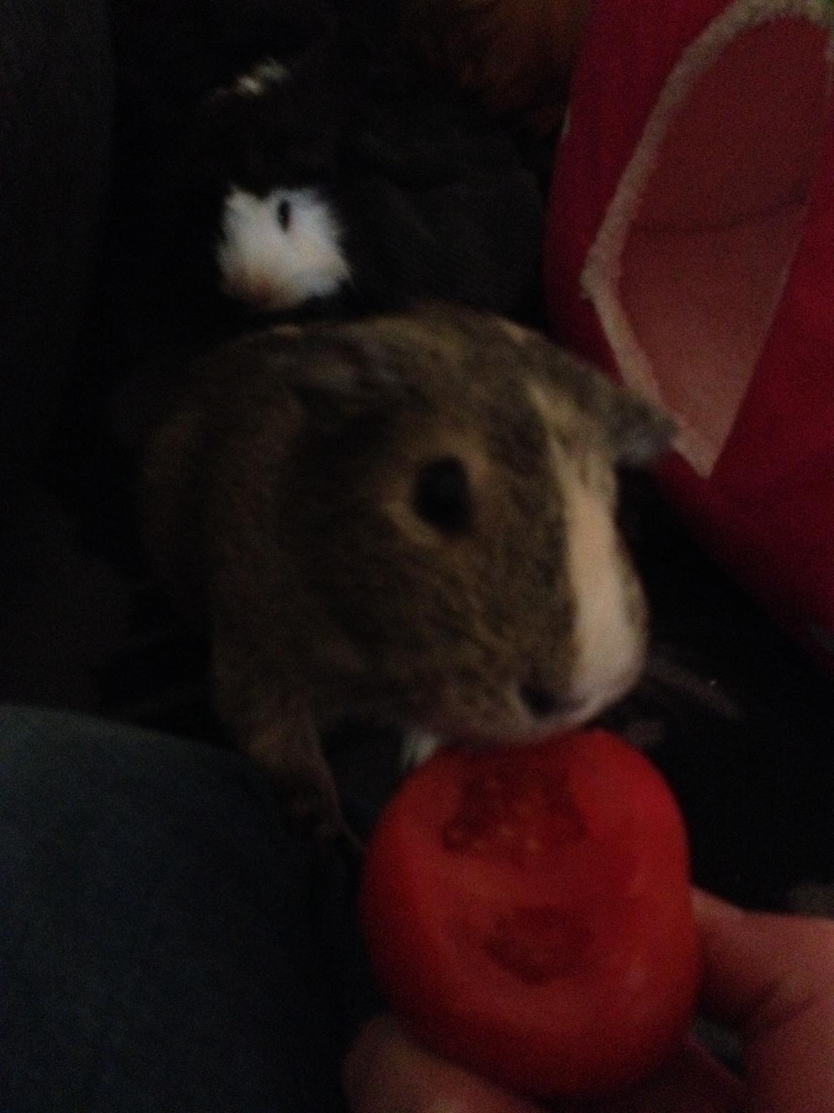 Marsvin Carla - Moar. Må jeg smaaaage? billede 18