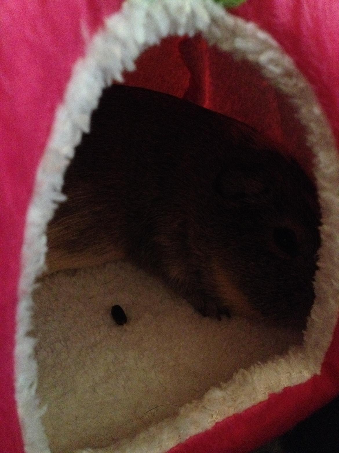 Marsvin Carla - Putte tid, i den nye hule billede 19