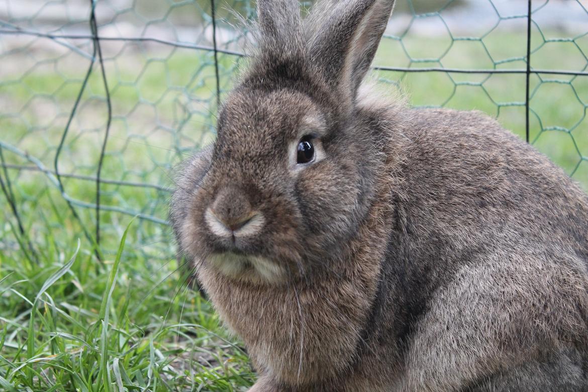 Kanin | Potedask's Alvin billede 22