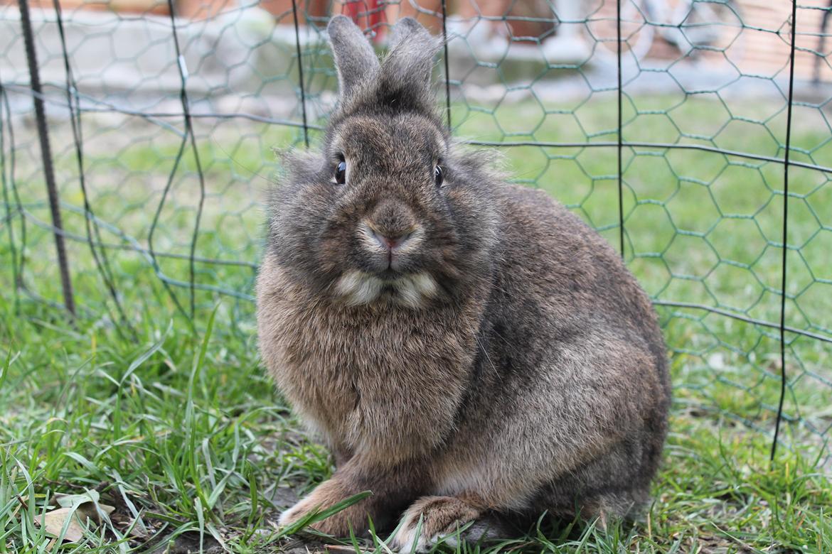 Kanin | Potedask's Alvin billede 20