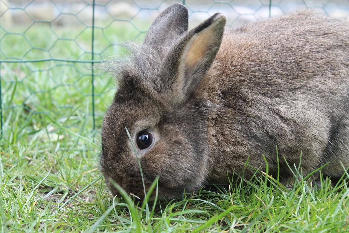 Kanin | Potedask's Alvin billede 23