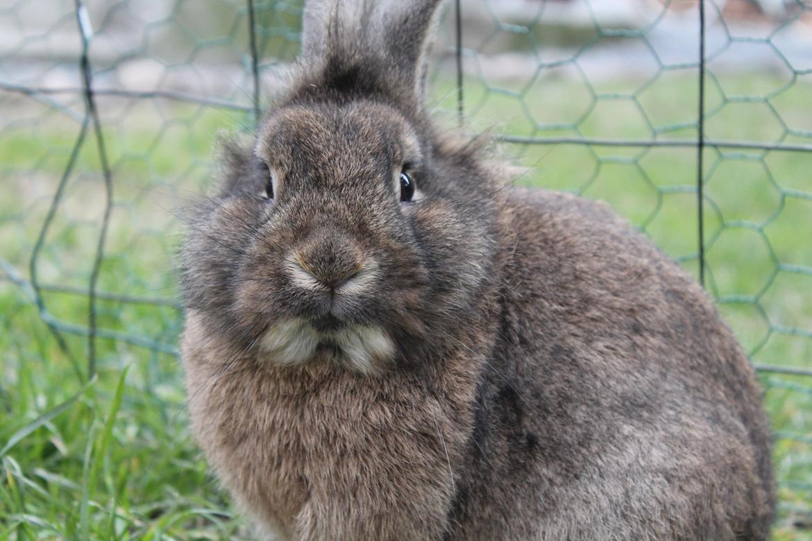 Kanin | Potedask's Alvin billede 21