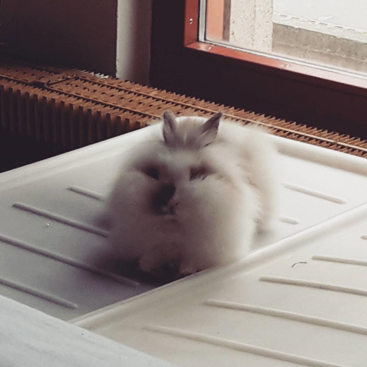 Kanin Percy billede 11