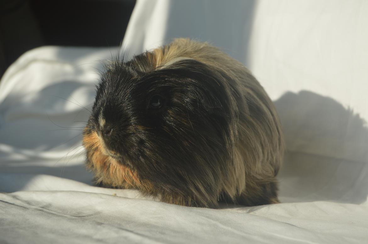 Marsvin Trold billede 25