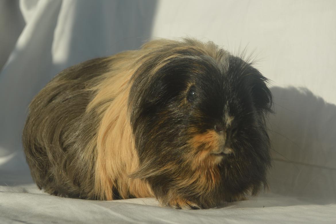 Marsvin Trold billede 22