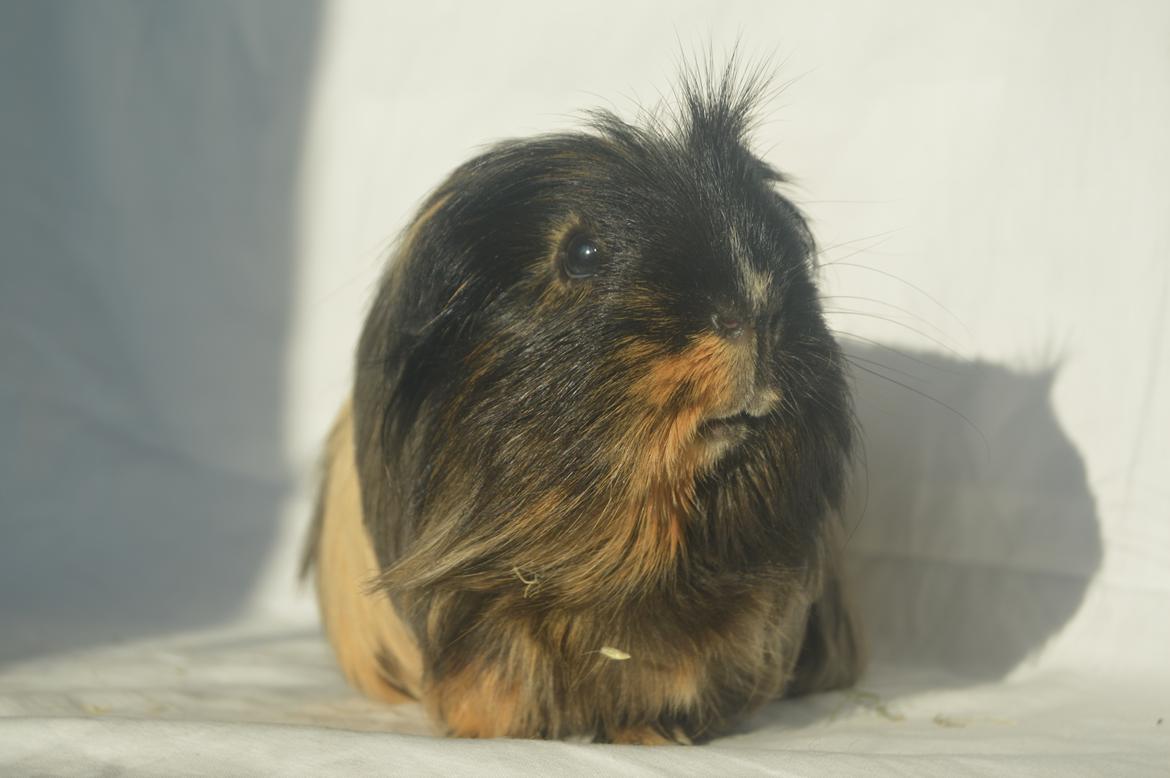 Marsvin Trold billede 29