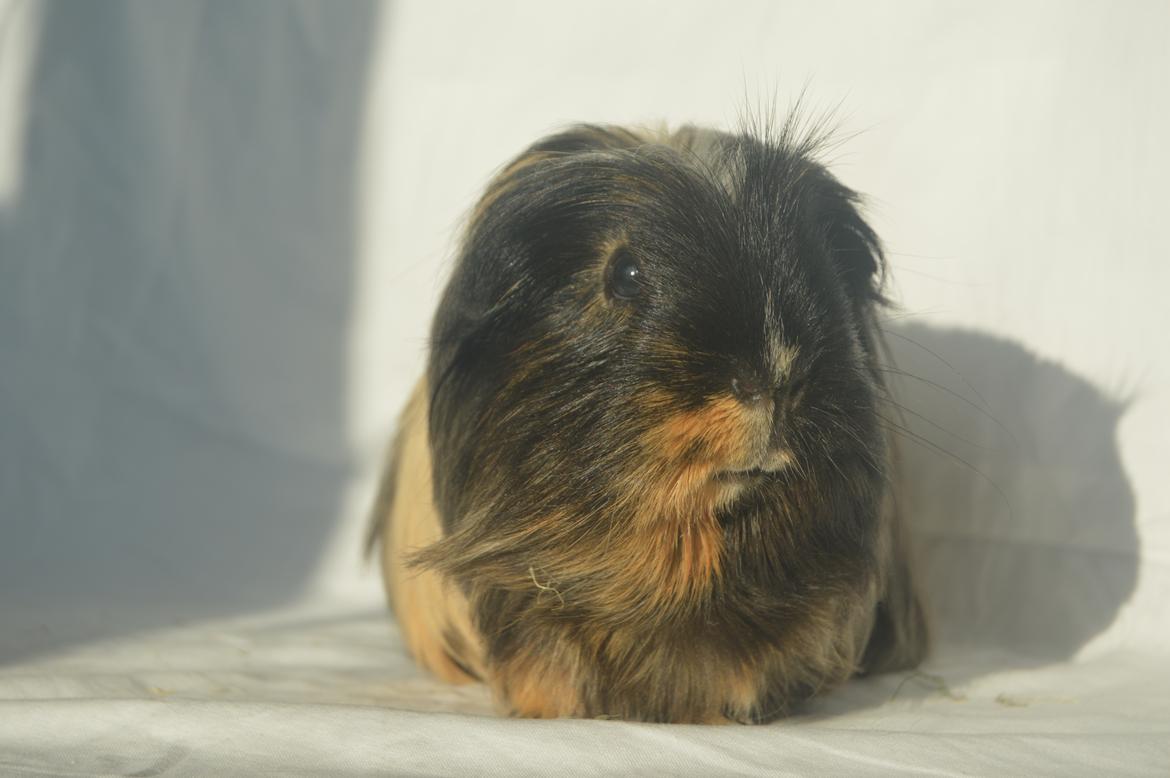 Marsvin Trold billede 3