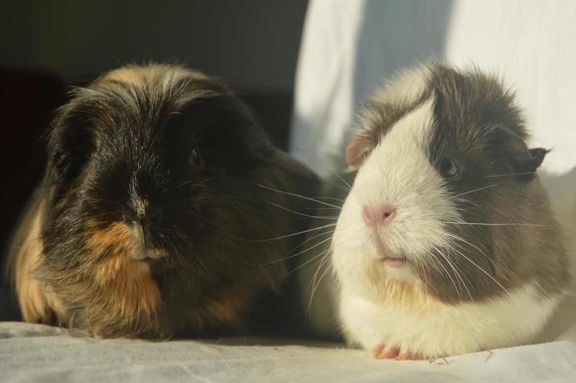 Marsvin Trold billede 5