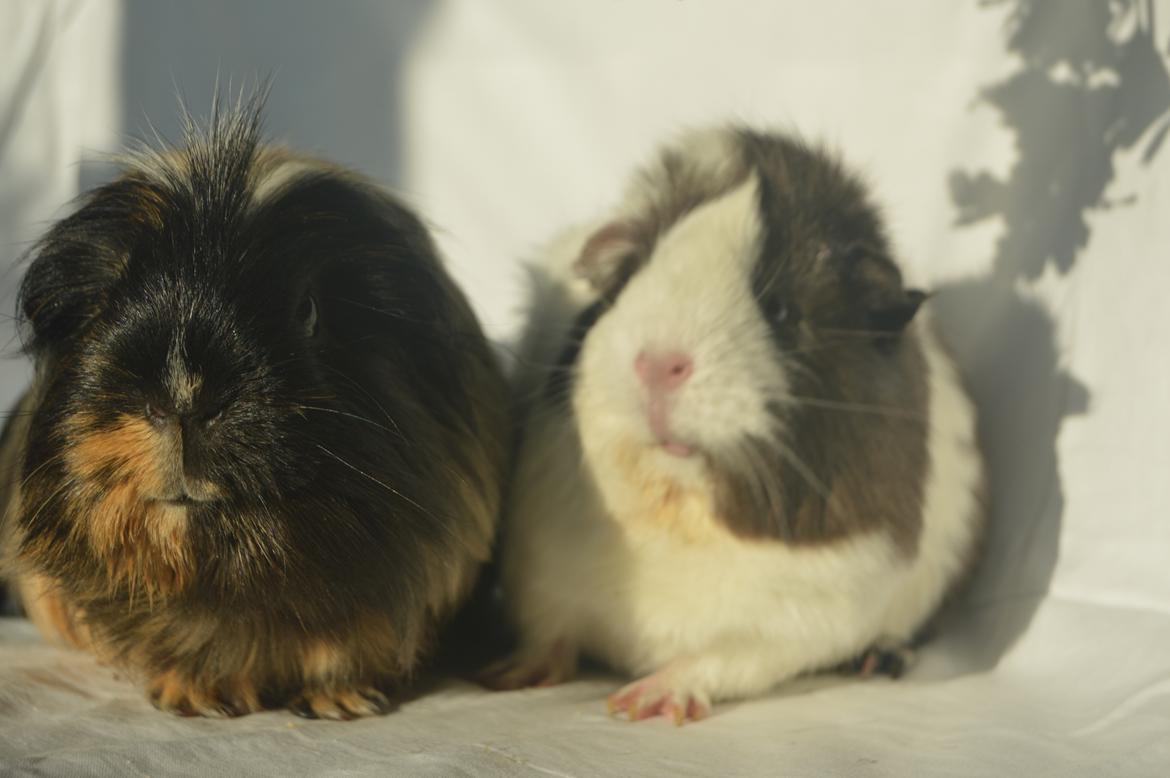 Marsvin Trold billede 24