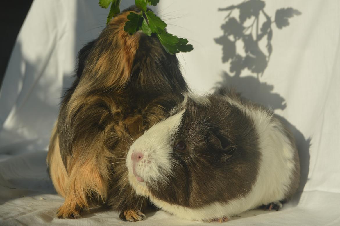 Marsvin Trold billede 7