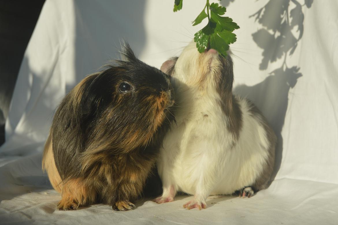 Marsvin Trold billede 30