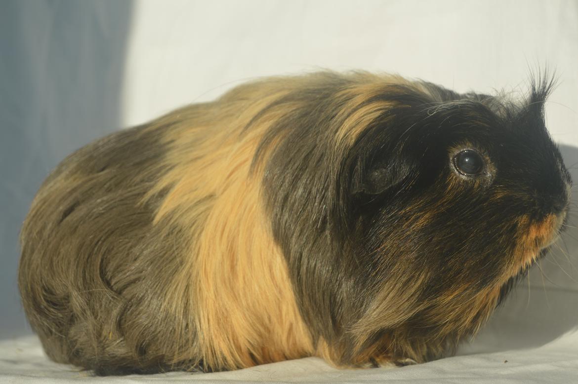 Marsvin Trold billede 4