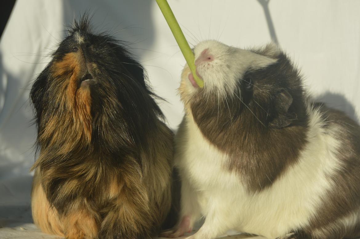 Marsvin Trold billede 31