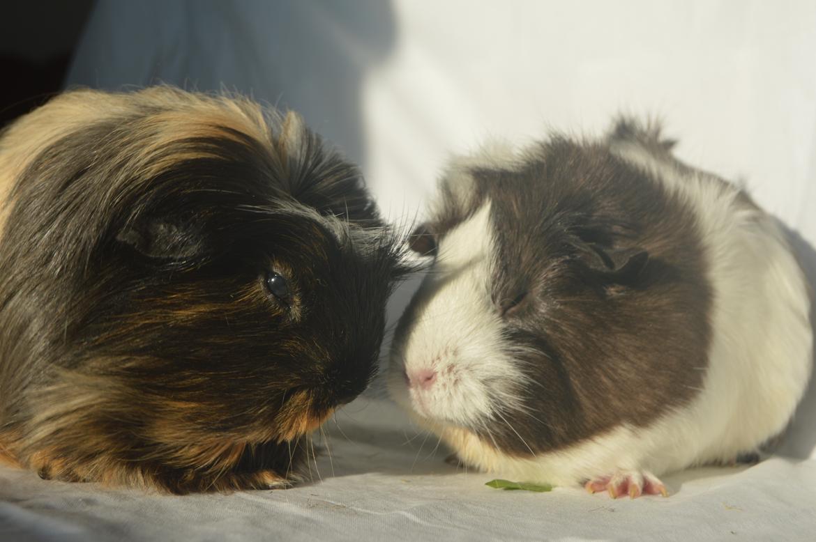 Marsvin Trold billede 1