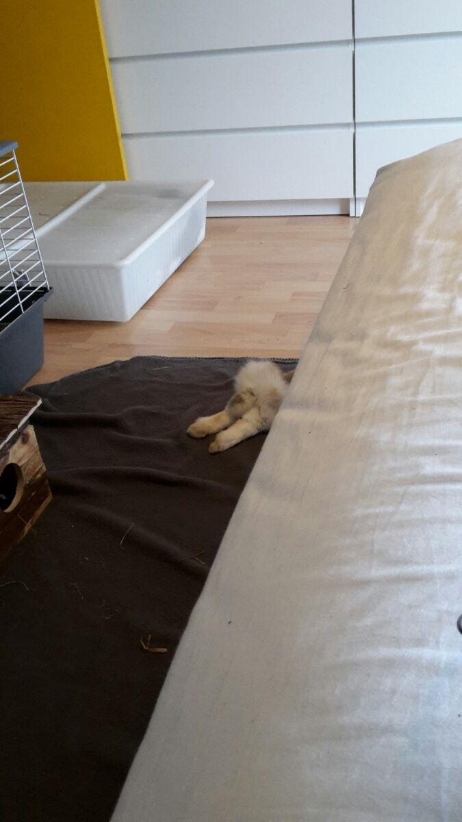 Kanin Percy billede 10