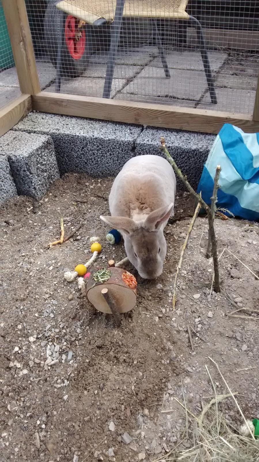 Kanin Frida Lullu billede 13