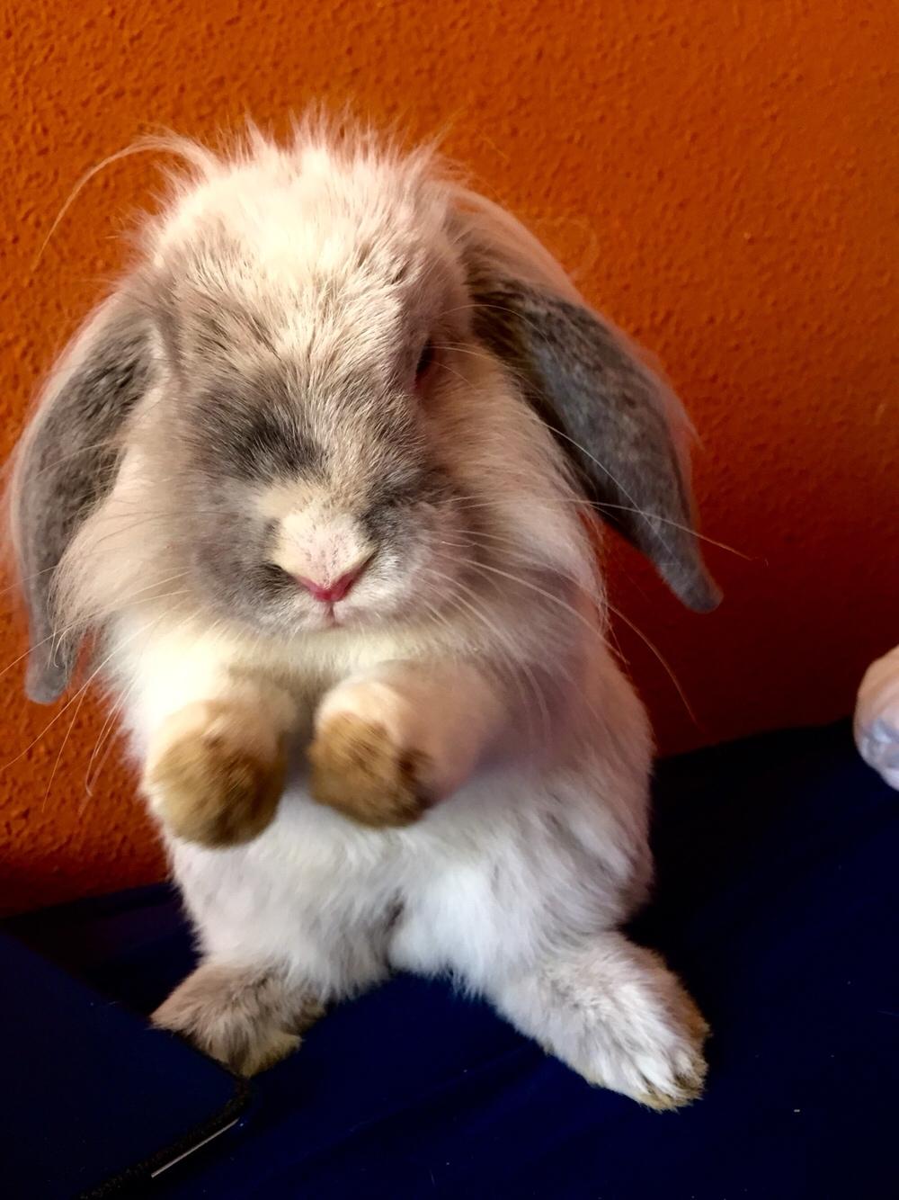 Kanin Ollie billede 8