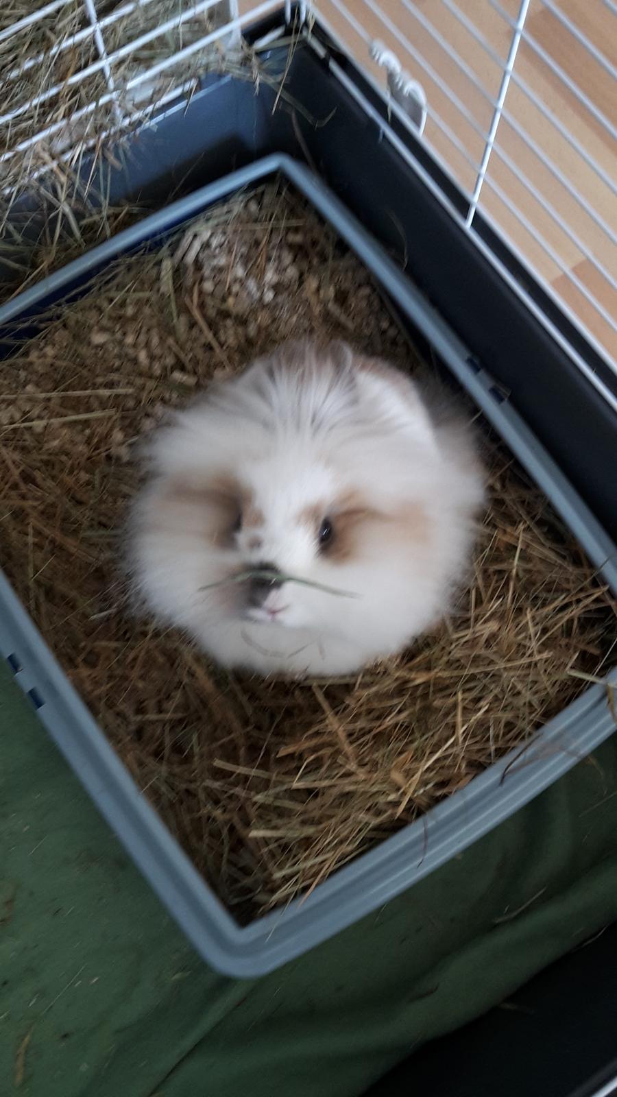 Kanin Percy billede 2