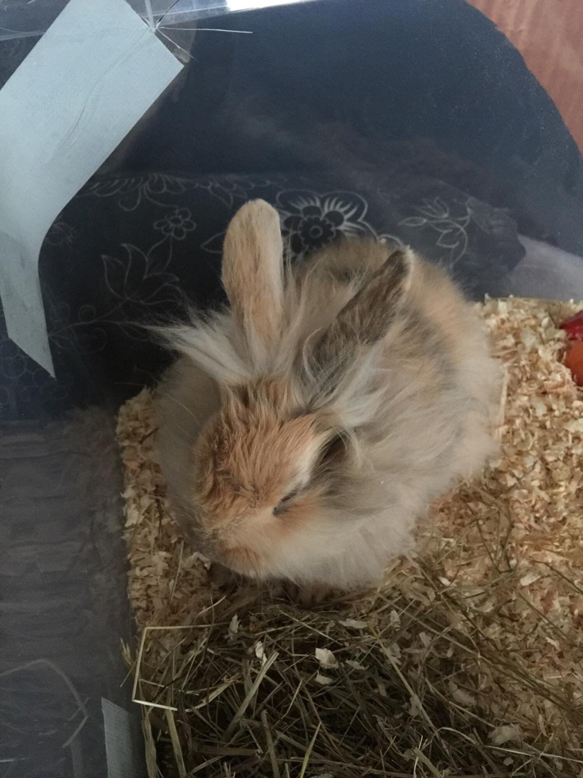 Kanin León {løvehoved} billede 2