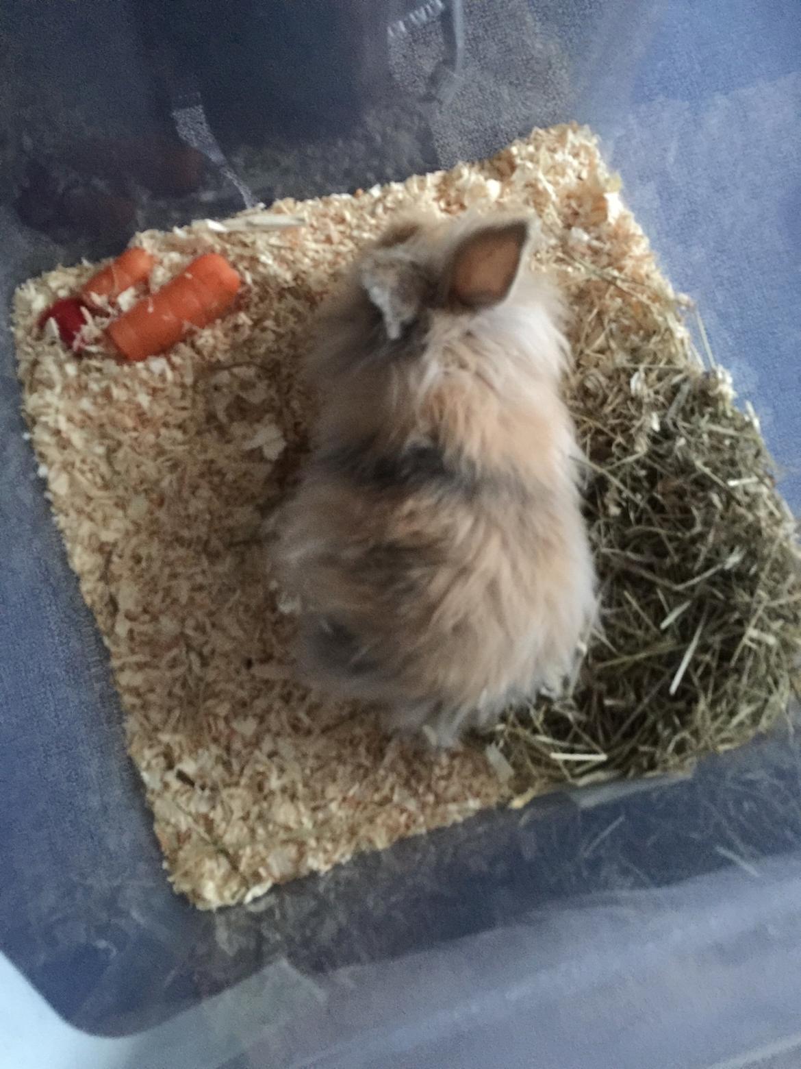 Kanin León {løvehoved} billede 8