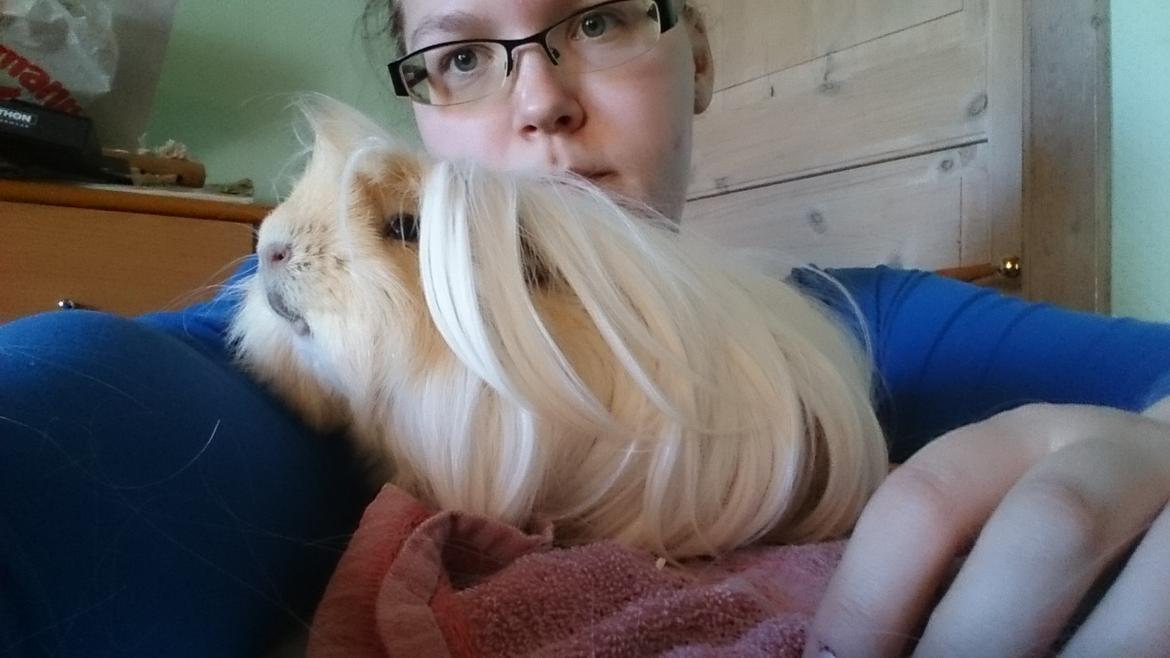 Marsvin Peruaner - Starlights Anton dine bukser er revnet billede 10